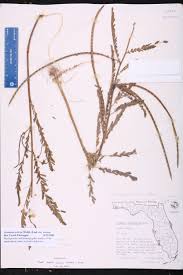 Image result for Sesbania sericea