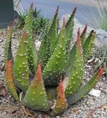 Image result for Aloe aculeata × ortholopha