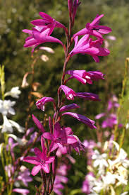 Image result for Watsonia