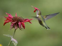 Resultado de imagem para flor e beija flor