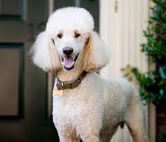 Dogness, low prices & free shipping, shop now! 6 Easy Ways To Stop A Dog From Jumping