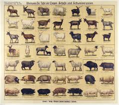 Breeds Of Different Animals On Amazing Charts Sheep Breeds
