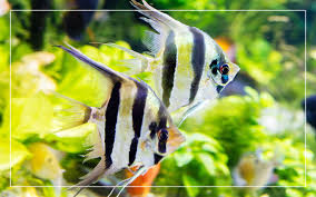 A silver or zebra with one copy of the dark gene results in very attractive lacing in the fins, considered by some to the most attractive of all angelfish varieties. 15 Angelfish Types You Should Know About