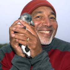 Maine puffins are rebounding and enjoying sand lance