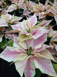 Variety Name Marble Real Flowers Poinsettia Flower Images