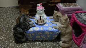 Maybe you would like to learn more about one of these? Gifs Pour L Anniversaire D Un Chat 40 Images Animees Gratuites