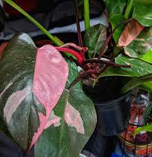 Pink Princess Philodendron Powerful Motivational Quotes Plant Leaves Philodendron