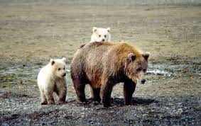 Image result for grolar bears