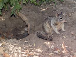 The california ground squirrel (otospermophilus beecheyi), also known as the beechey ground squirrel, is a common and easily observed ground squirrel of the western united states and the baja california peninsula; Datei Ca Ground Squirrel And Burrow Jpg Wikipedia