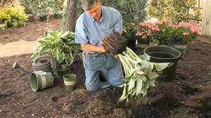 Check spelling or type a new query. How To Replant Hosta Garden Savvy Youtube