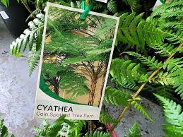 Image result for Cyathea cf. humilis