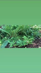 Image result for Polystichum sinense