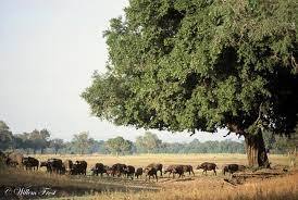 Watch ross in action while explaining some uses for the jackalberry tree. Tree Profile Jackal Berry Experiment