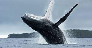 The calf breached first, which was impressive enough, but the mother whale was the real showstopper. Scientists Learning Why Humpback Whales Breach Scuba Diving
