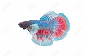 White betta fish the white betta fish might appear a bit plain when compared to other color variations. Red Blue Siamese Fighting Fish Betta Fish Isolated On White Stock Photo Picture And Royalty Free Image Image 77213818