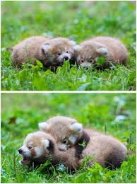 Baby Red Pandas Super Cute Animals Cute Baby Animals Cute Animals
