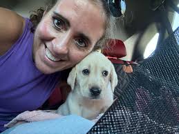 New labrador baby at home