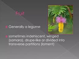 Image result for Fabaceae subfamily Mimosoideae
