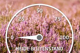 Und hier noch ein paar tipps zu den wichtigsten fragen: Heidebluten Barometer Wann Bluht Die Heide 2021