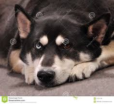 Pastor Aleman Hermoso Husky Mix Dog Looking Bored Foto De Archivo Imagen De Mascotas Azul 31551746