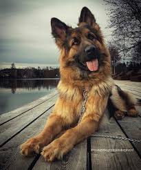 Image result for border collie german shepherd mix