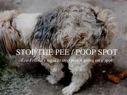 My pet peed is a family business.my pet peed has been helping pet owners for 10 years.they make, bottle and ship every order, including for my pet peed products, my pet peed is currently offering flat my pet peedcertain percent or dollar off. Eco Friendly Ways To Stop Your Dog Peeing Or Pooping On A Spot Pethaus