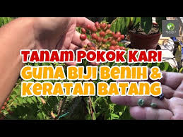 Cara tanam halia di rumah ini sungguh mudah saja. 7 Pokok Herba Yang Mudah Anda Tanam Di Rumah