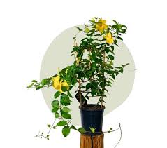 Image result for dipladenie žlutá obrázek