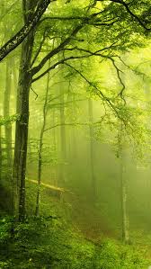 Maybe you would like to learn more about one of these? Beautiful Green Forest Iphone Wallpapers Free Download
