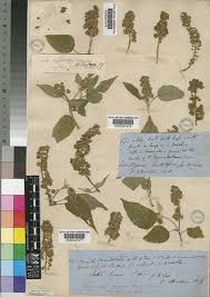 Image result for Croton megalobotrys