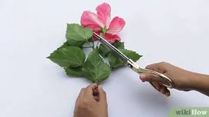 They are often used in herbal teas along with rose hips, and comprise an important part of many different herbal and alternative medicines. How To Dissect A Flower 8 Steps With Pictures Wikihow