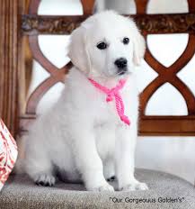 Our puppies are born and raised in our home. Golden Retriever Puppies White Cream Akc Certified Nj Breeders Md Ct Ma De Ri Ny Pa Va Oh Tx Nh V White Golden Retriever Puppy Golden Retriever White Retriever
