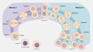 Image result for Meiosperma