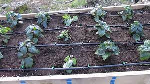 Irrigate shrubs by drip irrigation or by soaker hoses. 11 Beautiful Home Design Pictures Ideas Raised Garden Bed Irrigation