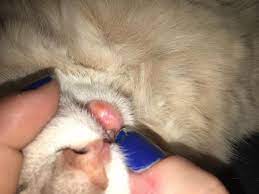 My Cat Randomly Got A Swollen Bottom Lip With What Looks Like Some Acne Of Some Sort She S 7 Months Old And Is Not Fixed Petcoach