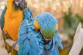 Critics' first reactions to 'birds of prey'. Pet Bird And Parrot Behavior Pet Birds By Lafeber Co