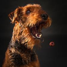 Using the search below you can find the puppy perfect for you. Airedale Puppies For Sale Scotland The Y Guide