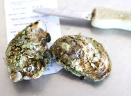 Oysters 101 The Shuck Sip Slurp Guide To Perfect Oyster