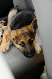 If your german shepherd often barks at strangers when he is outside the house, you can divert his mind away from barking by giving special treats that are soft, like cheese, chicken or hot dogs. Puppy Sounds How To Stop Unwanted Puppy Barking Howling Or Crying Kaufmann S Puppy Training Gsd Puppies Puppies Puppy Barking