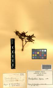 Image result for Ceropegia togoensis