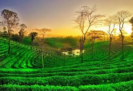 Assam