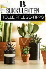 Die 5 Besten Tipps Fur Die Sukkulenten Pflege Sukkulenten Pflege Sukkulenten Pflanzen Pflege