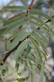 Image result for Acacia goetzei