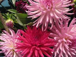 Dahlias Dahlia Secret Garden Flowers