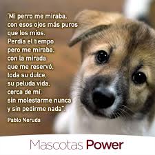 Día mundial del medio ambiente. Frases De Perros 57 Frases