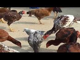 In general this fowl is found throughout southeast asia, such as shamo and thai game.the breed is generally unstandardised in south asia and india, but popularity. Download Indian Aseel Murgha Hen Farming Lasani Rooster Seval Dajaj Galos Mp3 Mp4 3gp Flv Download Lagu Mp3 Gratis