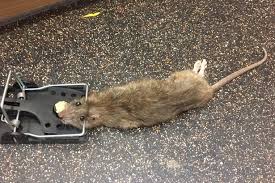Here is some good advice on how to get rid of rats naturally. Cheltenham Family Made Homeless By Infestation Of Rats In Their Rented House Gloucestershire Live