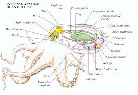 Maybe you would like to learn more about one of these? Giant Pacific Octopus Facts Habitat Diet Life Cycle Baby Pictures