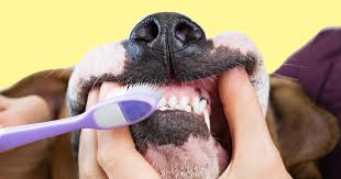 We did not find results for: Brushing Your Dog S Teeth Read These Tips From A Vet