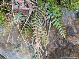 Image result for Asplenium goetzei